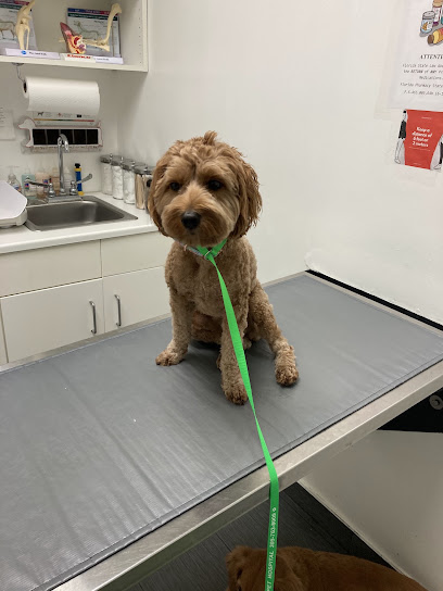 Eco Deco Pet Hospital, Miami