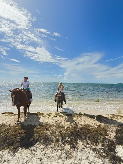 Palomino Ranch & Tours LLC, Miami