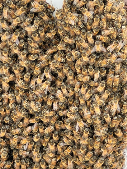 Keez Beez, Miami